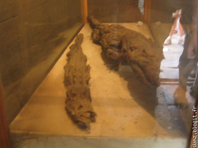 Dans un sanctuaire, des crocodiles momifiers