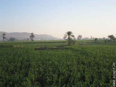 L'Egypte c'est aussi d'immense champ de canne à sucre